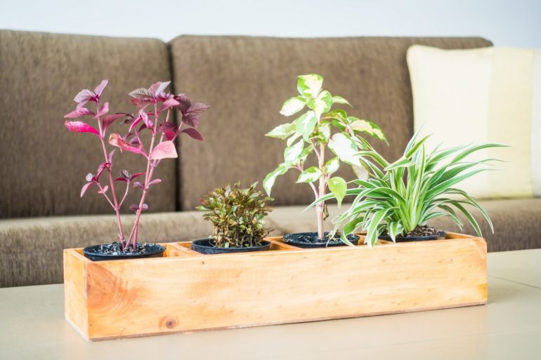 Indoor Plants or Herb Garden Kit